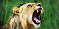 South Africa. Book these tours and discover an amazing place - you'll never want to leave!